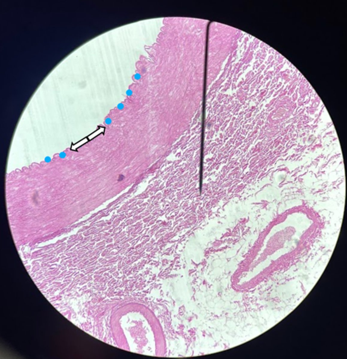 <p>name the tissue type</p>