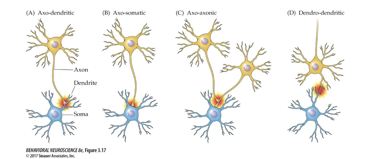 <ul><li><p>axo-dendritic</p></li><li><p>axo-somatic</p></li><li><p>axo-axonic: allows the presynaptic neuron to regulate neurotransmitter release of the postsynaptic neuron</p></li><li><p>dendro-dendritic - allows coordination of cells&apos; activities</p></li></ul>