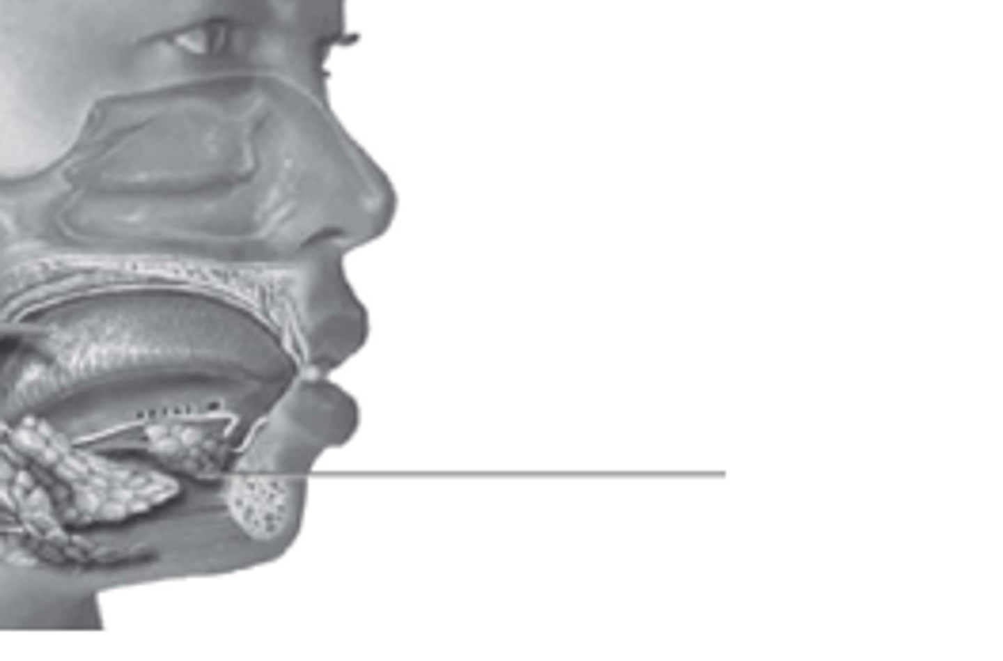 <p>what gland is this?</p>