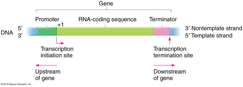 <p>A DNA sequence that initiates gene expression. It is located at the beginning of a gene and acts as a binding site for RNA polymerase, allowing transcription to occur. </p>