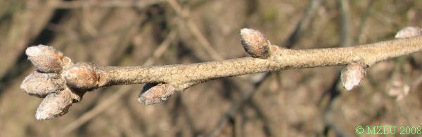 <p><strong><em>Quercus pubescens</em></strong></p><p><strong>výrazně clupaté pupeny </strong>nahloučené na koncích letorostů, průřez pupenem pětiúhelníkovitý</p><p><strong>slabší větvička a kulatými až vejcovitými pupeny</strong></p>