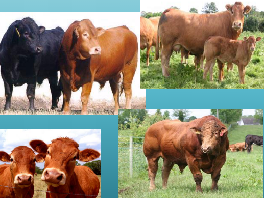 <p>what breed and type is this&nbsp;</p>