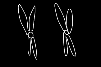 <p>why are these homologous but no homozygous</p>