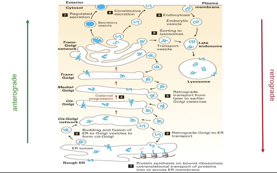 <ul><li><p><strong>Co-translational transport</strong> inserts proteins into/across ER membrane</p></li><li><p><strong>ER-resident proteins</strong> stay in the ER</p></li><li><p>Others leave ER via <strong>vesicles</strong> to:</p><ul><li><p>Golgi</p></li><li><p>Lysosome</p></li><li><p>Cell membrane</p></li><li><p>Secretion</p></li></ul></li><li><p><strong>Anterograde transport</strong> = ER → Golgi → Cell Membrane </p></li><li><p><strong>Retrograde transport</strong> = returns proteins to ER</p></li></ul><p></p>