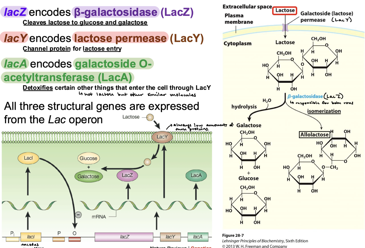 <p>LacZ → beta-galactosidase (cleaves lactose to glucose and galactose and isomerizes lactose into allolactose)</p><p>LacY —&gt; lactose permease (channel protein for lactose entry)</p><p>LacA —&gt; galactoside O-acetyltransferase (detoxifies certain other things that enter the cell through LacY)</p>