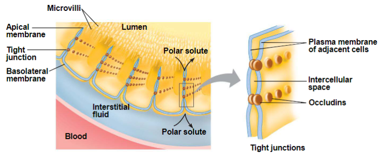 <ul><li><p>epithelial cells of skin, GI, bladder, cornea are joined by tight junctions/occluding zonulae</p></li><li><p>intercell spaces are completely blocked</p></li><li><p>drugs must pass through cells</p></li></ul>