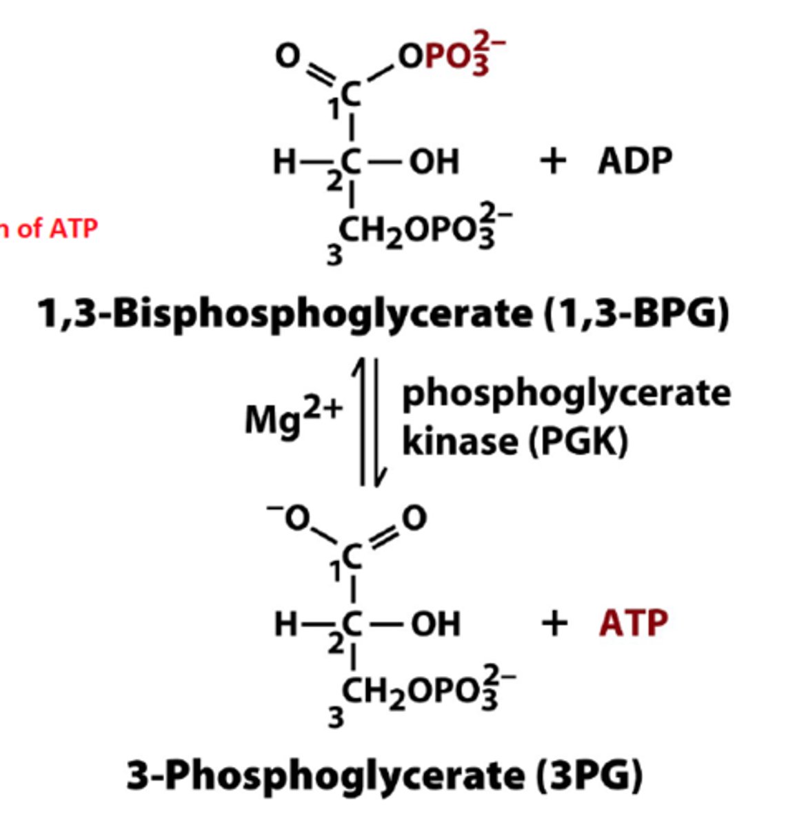<p>First Substrate-Level Phosphorylation (1,3-Bisphosphoglycerate to 3-Phosphoglycerate</p><p>1,3-Bisphosphoglycerate is a high-energy compound that can donate a phosphate group to ADP to form ATP</p><p>The reaction is reversible, where the reverse process is the transfer of phosphate from ATP to phosphoglycerate</p><p>Kinases transfers phosphate groups from molecules</p>