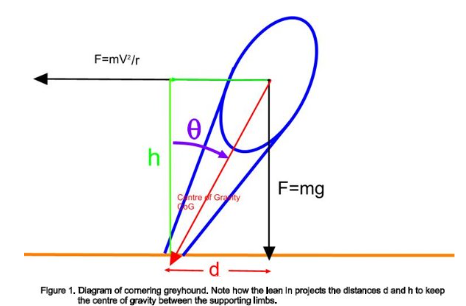 <ul><li><p>When leaning in, G increases</p></li><li><p>when on a 45 degree tangent, + ~1 G on top of normal body weight</p></li><li><p>This is because even more weight is placed onto the inner limbs</p></li></ul><p></p>
