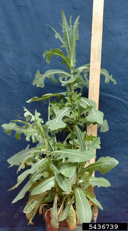 <p><span style="font-family: &quot;Calibri&quot;, sans-serif;"><strong>Asteraceae: </strong><em>Lactuca serriola</em></span></p>