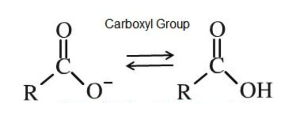 <p>Source of hydrogen ions (H+), which makes a molecule acidic.</p>