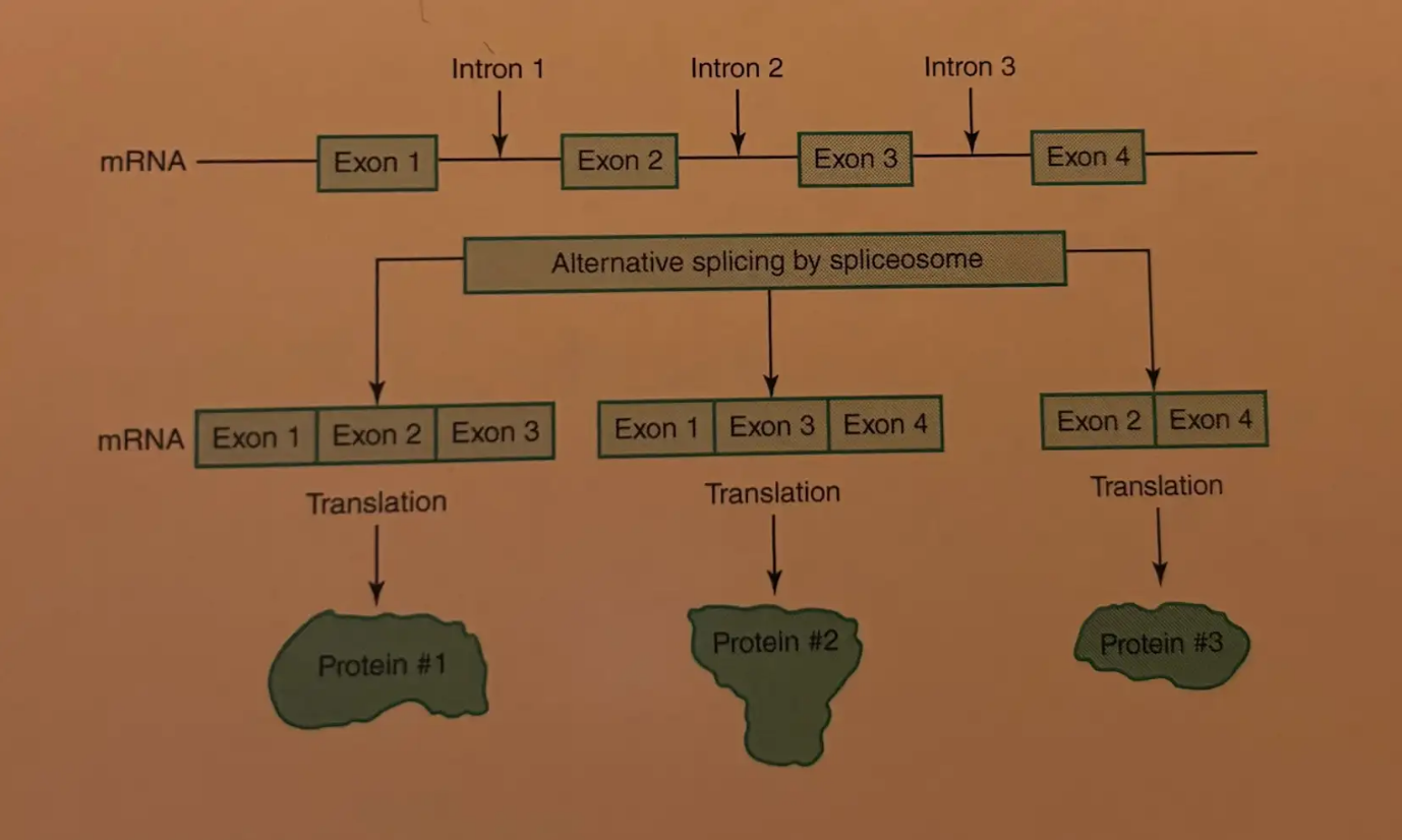 <p>In eukaryotes, the joining of exons in different combinations to create multiple RNA transcripts from the same gene. </p>