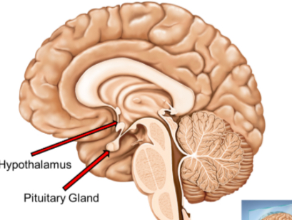 <p>Known as the “master gland” because it controls the function of other endocrine glands. It regulates growth, metabolism, and stress response by releasing various hormones. Located below the Hypothalamus.</p>
