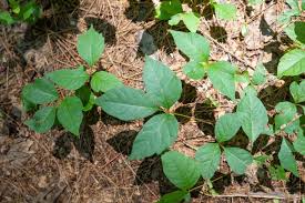 <p>what is the scientific name of poison Ivey </p>