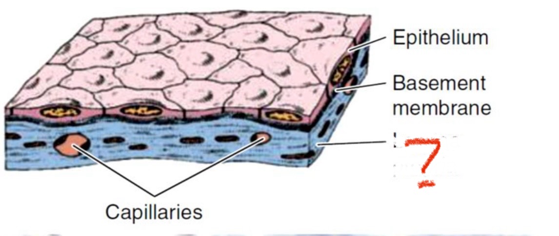 <p>What is the indicated structure of the cell? </p>