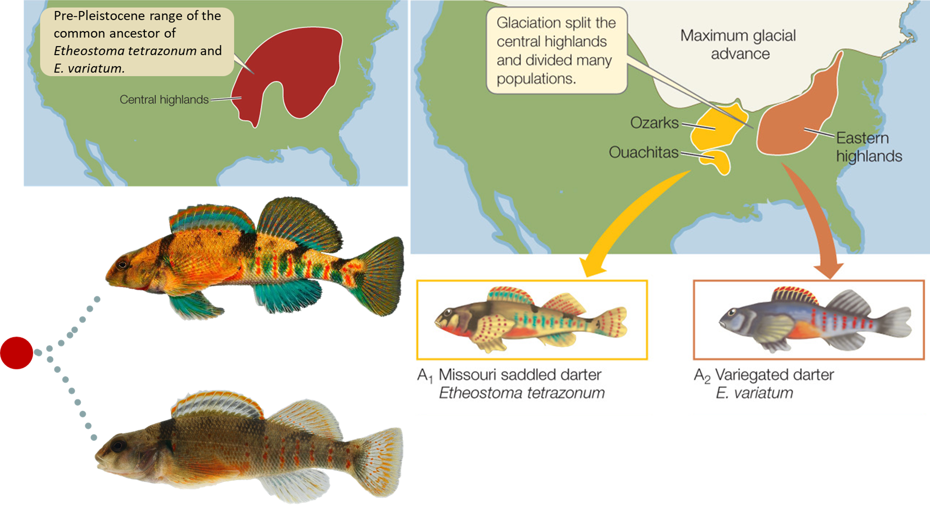 <p>The Missouri saddled darter Etheostoma tetrazonum and the variegated darter Etheostoma variatum share a common ancestor. Their once shared genetic lineage diverged during the Pleistocene when their respective sublineages became isolated by an advancing glacier. _____________ speciation occurred following this _________________ event. a. allopatric, stabilizing selection b. sympatric, vicariance c. allopatric, vicariance d. allopatric, mutation e. sympatric, stabilizing selection</p>