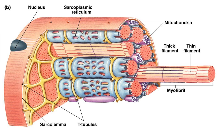 <ul><li><p><strong>myofibril</strong>: bundles of contractile and elastic proteins</p></li><li><p><strong>sarcolemma</strong>: cell membrane</p></li><li><p><strong>sarcoplasm</strong>: cytoplasm</p></li><li><p><strong>sarcoplasmic reticulum</strong>: modified ER, wrap around myofibril, contains Ca2+</p></li><li><p><strong>t-tubules</strong>: extension of cell membrane, carry action potential through muscle</p></li><li><p><strong>sarcomere</strong>: basic functional unit of contraction, make up myofibril</p></li></ul>