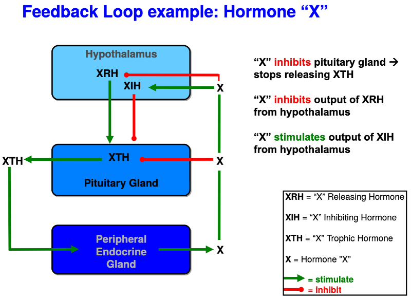 <p>The mechanism by which hormones regulate their own secretion. Hormones produced by the endocrine glands inhibit or stimulate the production and release of other hormones. This feedback loop helps maintain hormonal balance in the body.</p>