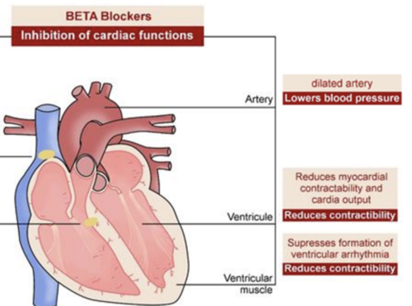 <p>dilates artery</p><p>- lowers BP</p>