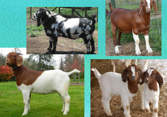 <p>what breed is this</p>