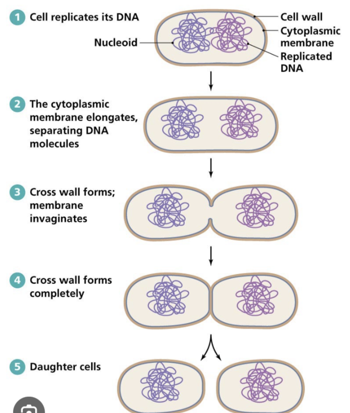 <p><span>Binary fission is a form of asexual reproduction. Involves DNA replication, attachment of DNA loops to the membrane, elongation of the membrane, and cytokinesis, resulting in the formation of two genetically identical daughter cells.</span></p>