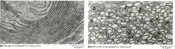 <p>smooth endoplasmic reticulum characteristics?</p>