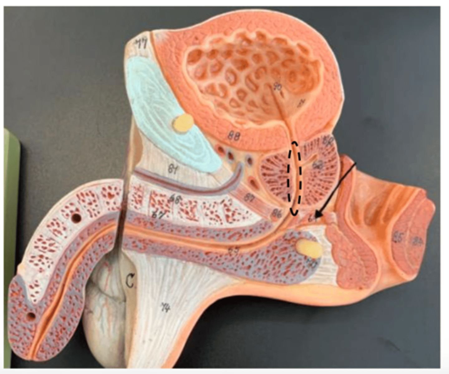 knowt flashcard image