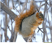 <p>back is buff/orange with a reddish-brown underside</p>