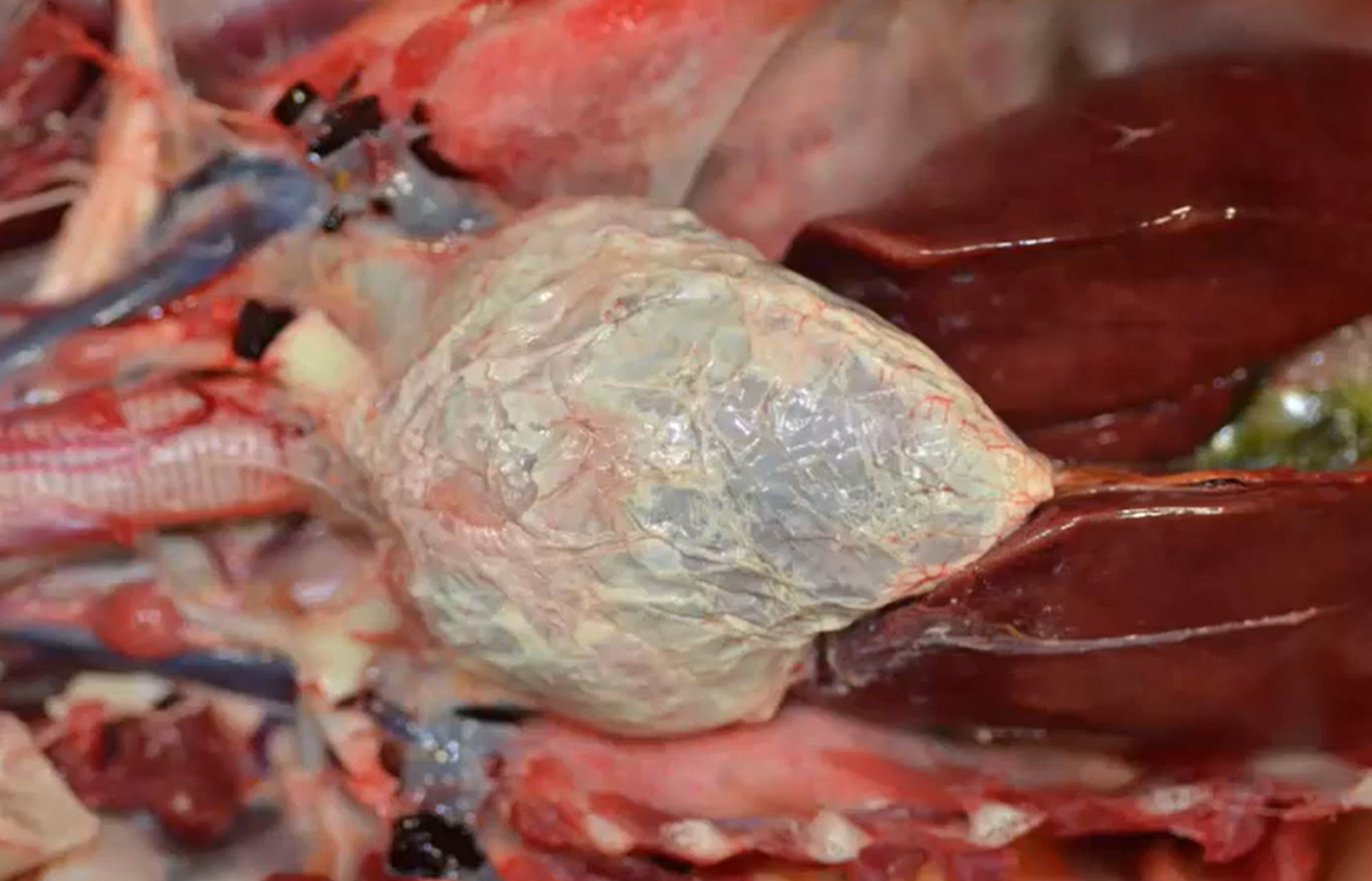 <p>Chicken. MDX. </p>
