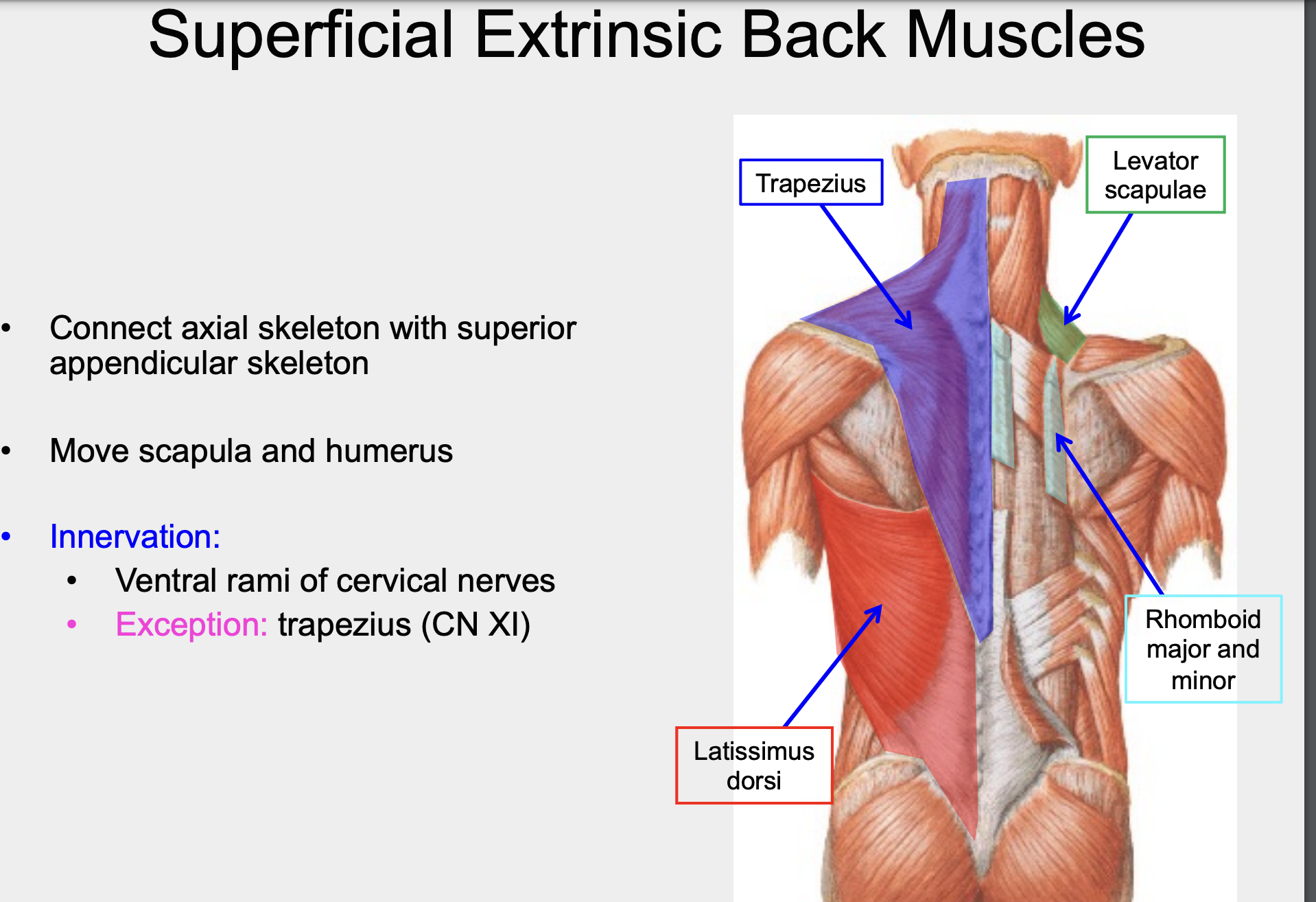 scapula and humerus 