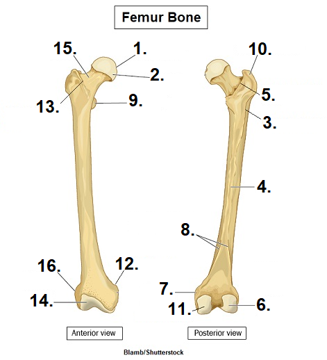 <p>What are the components of the femur bone.. be able to label based on the diagram </p>
