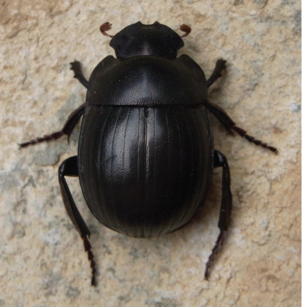 <p>scarab beetles</p>