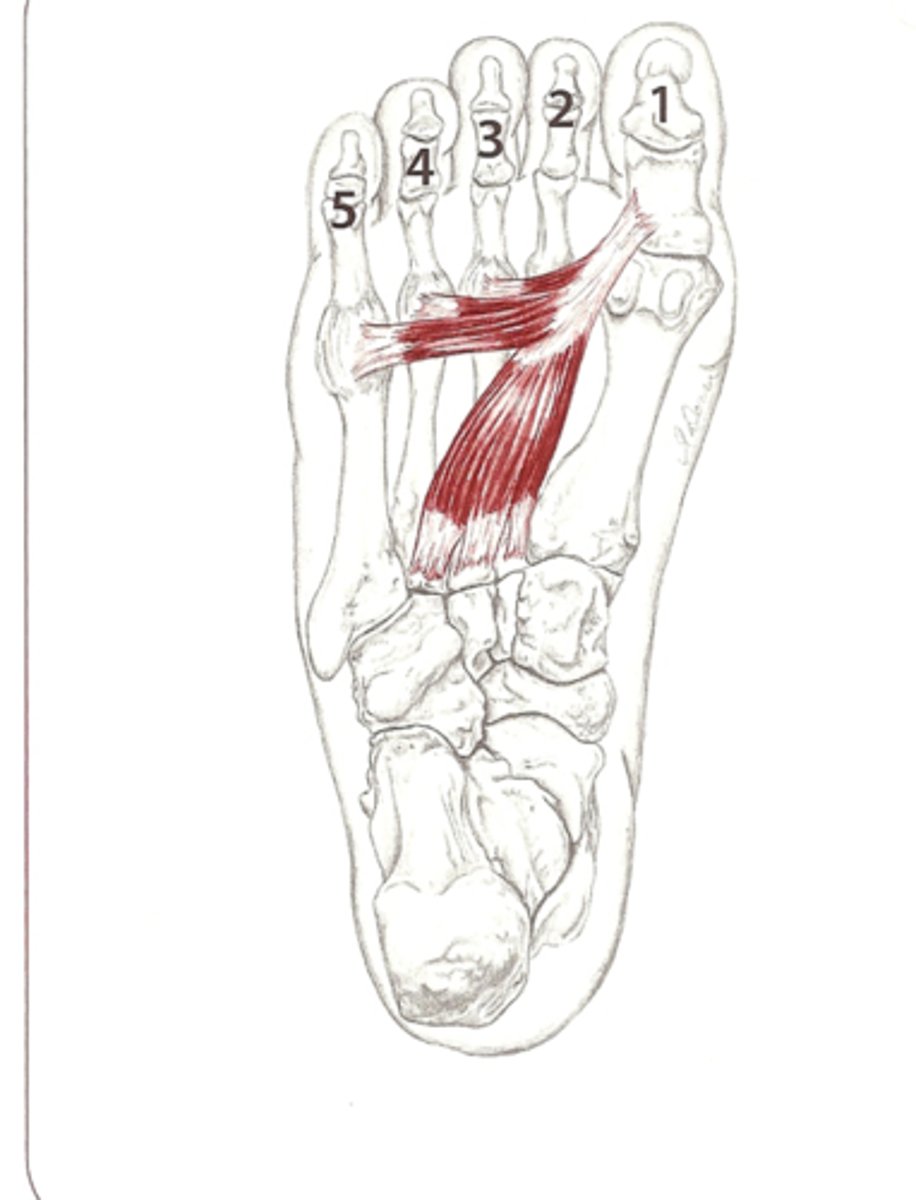 <p>3rd layer</p><p>A: adducts big toe</p><p>N: lateral plantar</p>