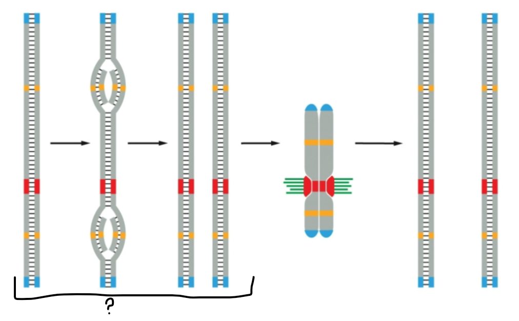 <p><span><span>What phase is the indicated portion in?</span></span></p>