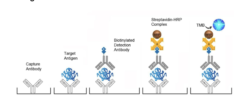 <ul><li><p>each well of the microtiter plate is pre-coated with a PSA-specific capture antibody</p></li><li><p>a biotin-conjugated detection antibody is then added which binds to the captured antigen</p></li><li><p>a streptavidin-horseradish peroxidase (HRP) conjugate is then added which binds to the biotin</p></li><li><p>a TMB (tetramethylbenzidine) substrate is then added which reacts with the HRP enzyme → resulting in color development (optical density is measured at 450 nm)</p></li></ul><p></p>