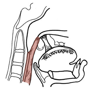 pulls wall inward; narrows pharynx