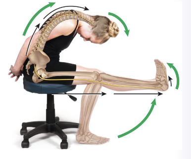 <p>sciatic N</p><p>L4-S3</p>