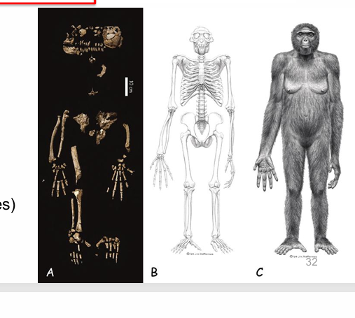 <p>chimp-like traits: long arms and fingers, grasping feet, long snout</p><p>human-like traits: open pelvis, small canines, neck attached to bottom of skulls&nbsp;</p><p><strong>adapted for bipedal walking and arboreal life</strong></p>
