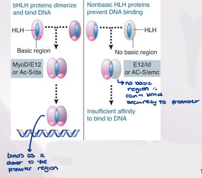 <p>The motif that is responsible for dimerization of a class of transcription factors called HLH proteins</p><ul><li><p>A bHLH protein has a basic DNA- binding sequence close to the dimerization motif</p></li></ul>