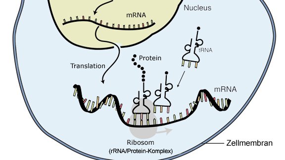 <p>This occurs after transcription, when the mRNA strand travels out of the nucleus and into the cytoplasm, where a polypeptide chain is created</p>