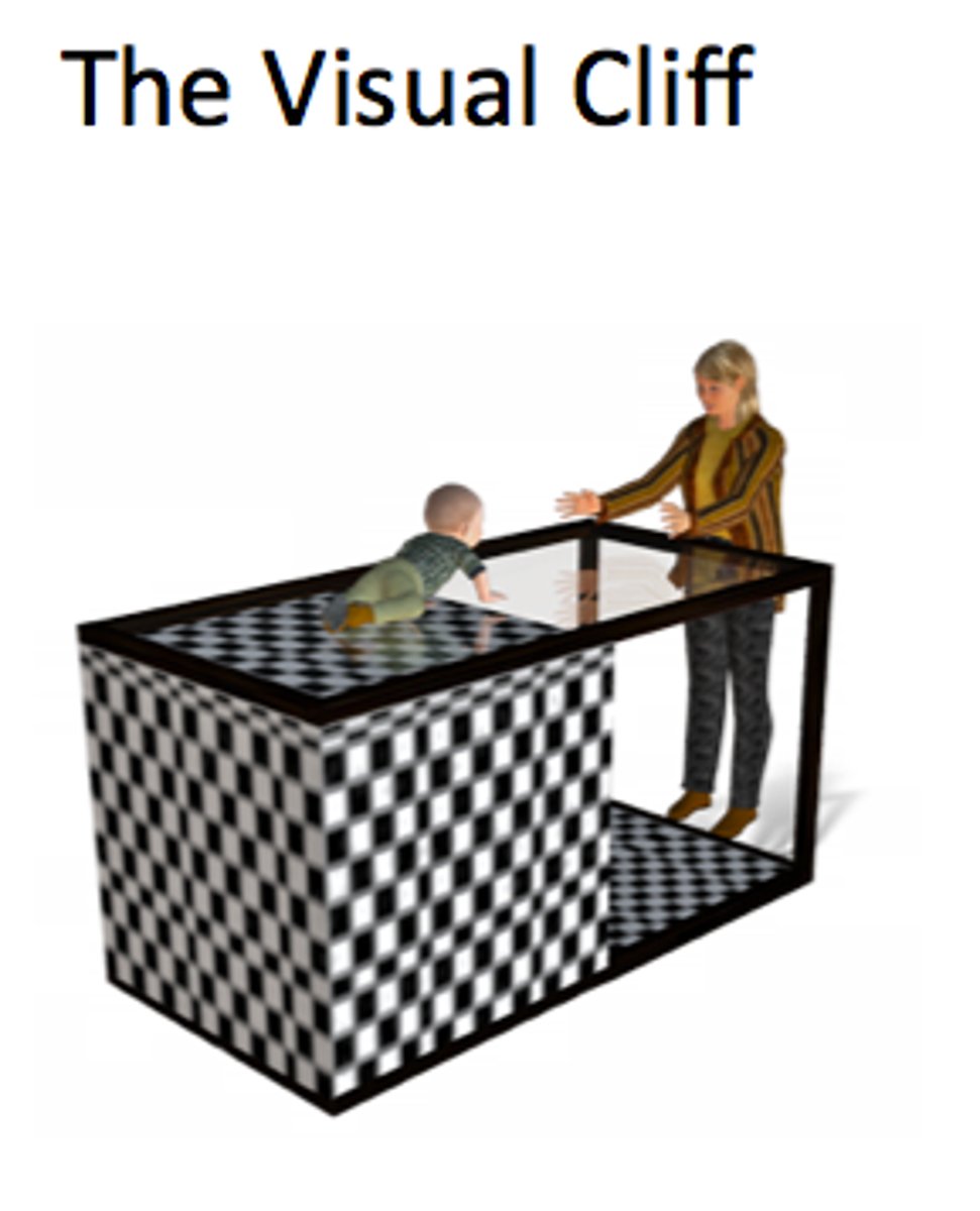<p>Eleanor Gibson lab for testing depth perception in infants. The floor below has the same pattern as the opaque surface. Indicates some depth perception is innate.</p>