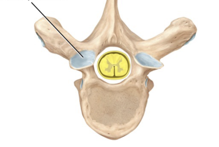 <p>Smooth, flat, slightly concave articular surface</p>
