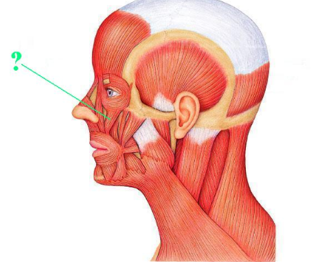 <p><span>Identify the indicated muscle.</span></p>