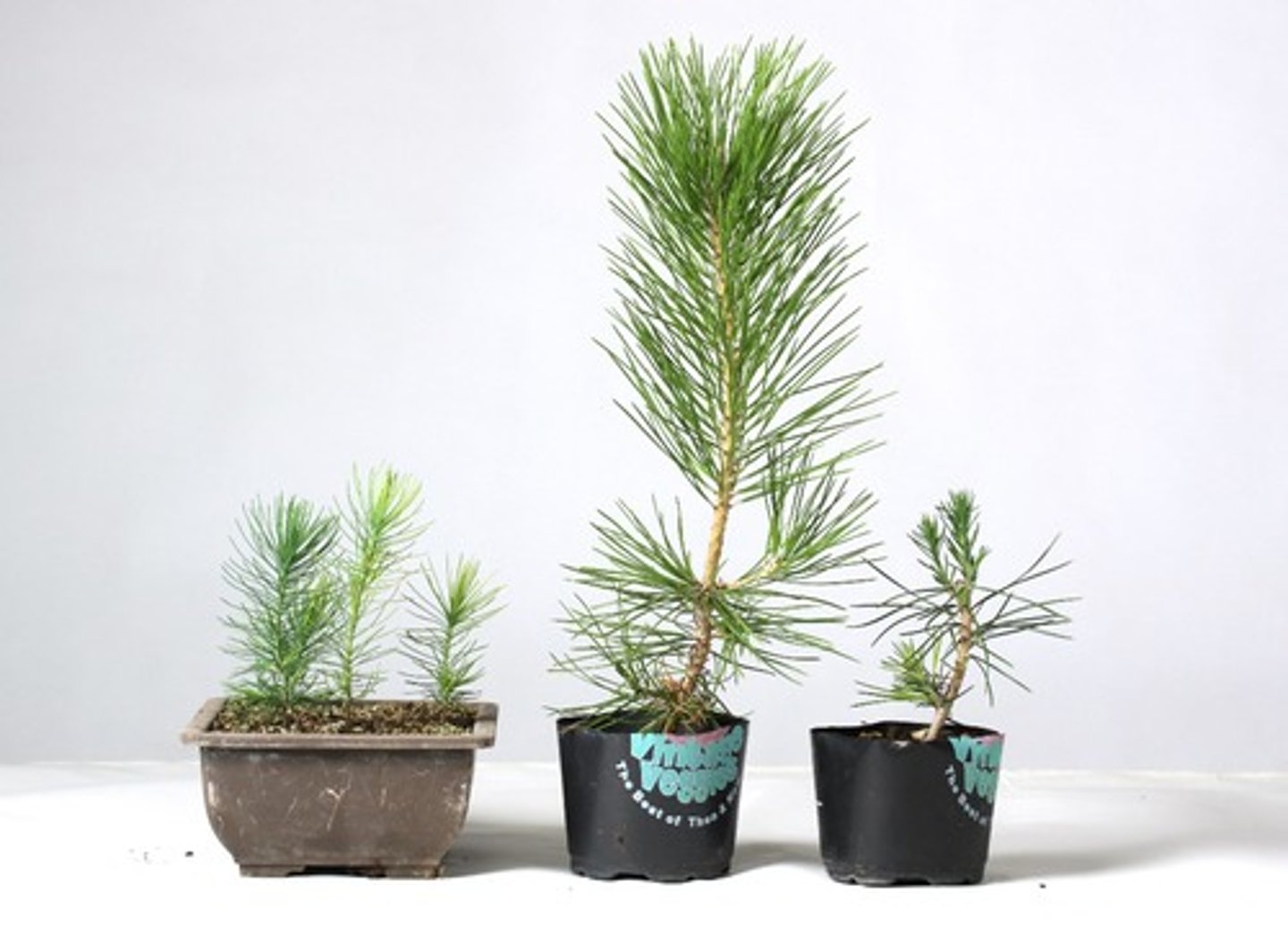 <p>growth in length</p>