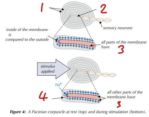 <p>Label the Pacinian Corpuscle  (1→4)</p>