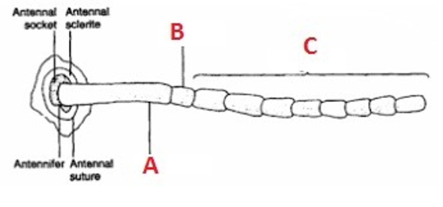<p>C</p><p>Subdivided into many flagellomere</p>