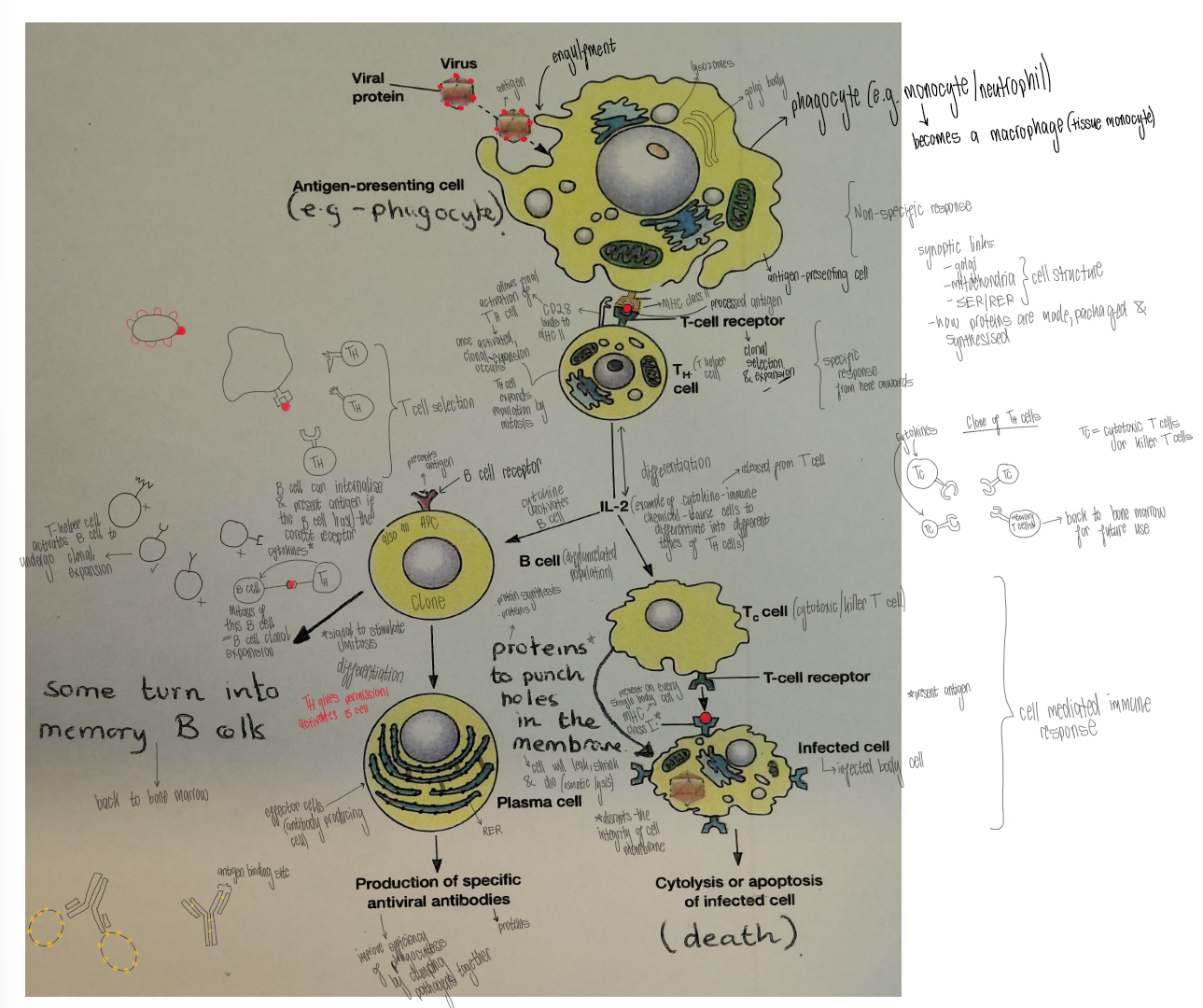 <ol><li><p>Pathogen is engulfed by macrophage during phagocytosis</p></li><li><p>Macrophage digests pathogen &amp; processes antigen molecules</p></li><li><p>Macrophage presents antigen on MHC class II → macrophage acts as antigen-presenting cell</p></li><li><p>T helper cell with complementary T-cell receptor binds to the antigen-MHC II complex. CD28 binds to MHC class II → activates T helper cell</p></li><li><p>Activated T helper cell releases cytokines → undergoes clonal expansion by mitosis</p></li><li><p>Cytokines activate cytotoxic T cells, which identify infected cells</p></li><li><p>Infected body cell presents antigen on MHC class I (acts as antigen-presenting cell) &amp; cytotoxic T cell binds to the antigen-MHC class I complex by its T-cell receptor</p></li><li><p>Cytotoxic T cell releases proteins, which punch holes in the cell membrane, causing osmotic lysis &amp; death of infected body cell</p></li></ol><p></p>