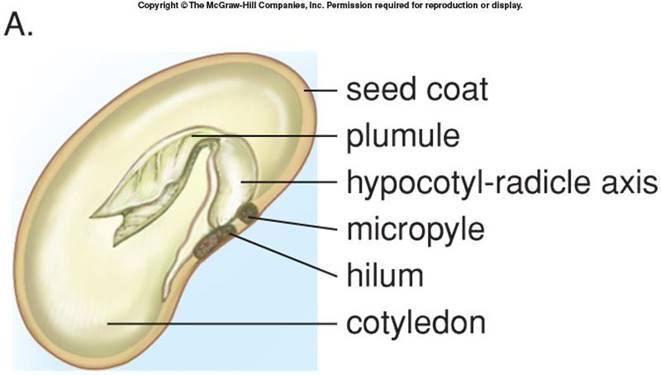 <ol><li><p>seed coat</p></li><li><p>plumule</p></li><li><p>hypocotyl-radicle axis</p></li><li><p>micropyle</p></li><li><p>hilum</p></li><li><p>cotyledon</p></li></ol>