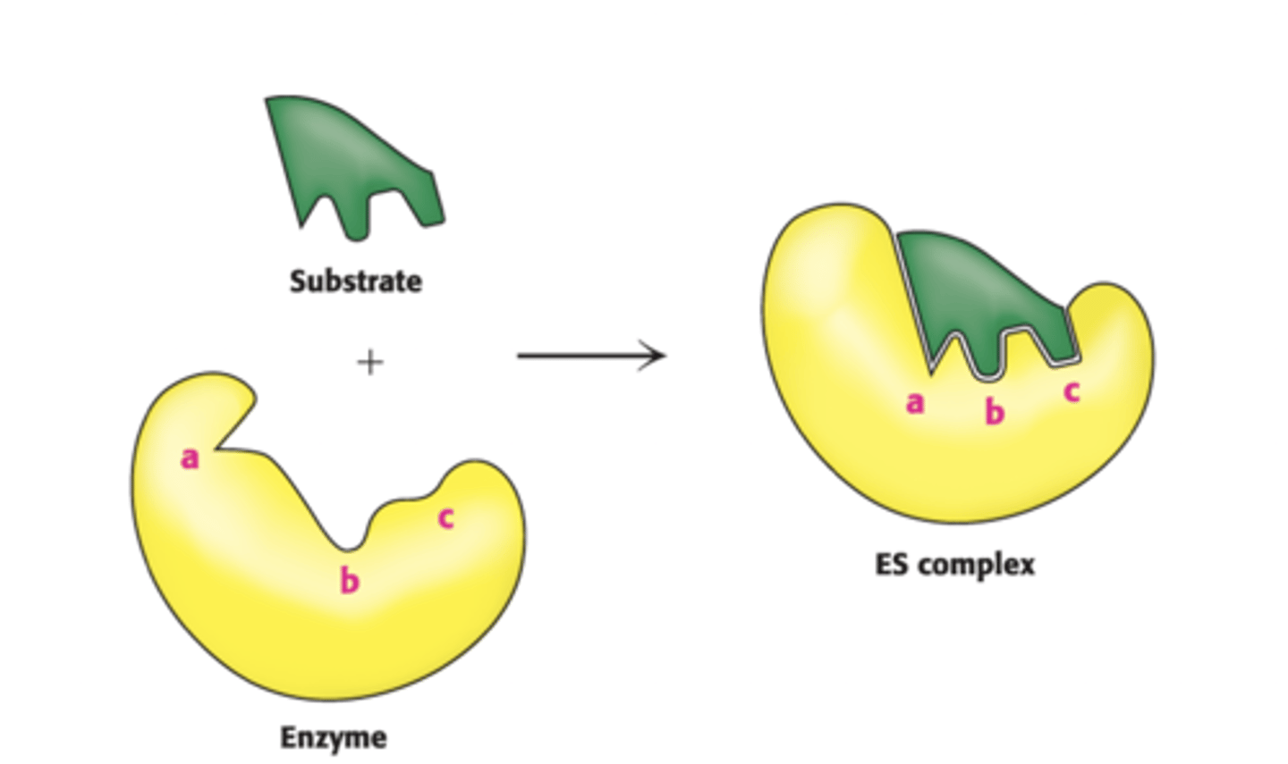 <p>When substrate and enzyme are close enough, their chemical properties attract each other</p><p>This interaction causes BOTH to change in bond angles and bond length, leading to INDUCED FIT</p><p>*if there is a second substrate, it binds to another part of the active site, causing it to change shape again*</p>