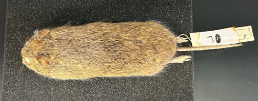 <p>Hispid Cotton Rat</p><p>Cricetidae</p><p><em>Sigmodon hispidus</em></p>