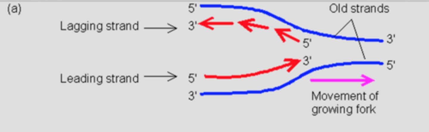 <p>The strand that is synthesized continuously during DNA replication</p>